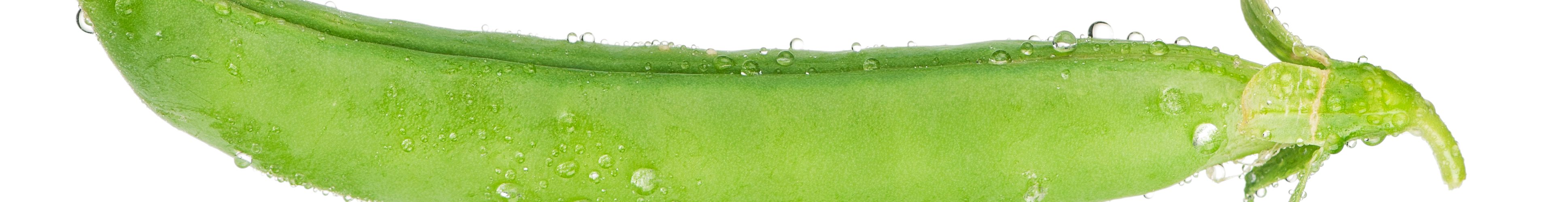 Die grüne Bohne als Symbol für GreenBean® Management, um Ressourcen, Potenziale und Stärken zu finden und weiterzuentwickeln in Coaching, Beratung und Training.